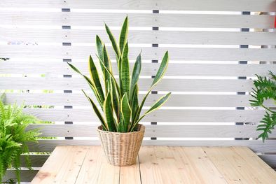 MDZol | Este abono es mágico por lo que la sansevieria tendrá todo el año nuevas flores Foto: Shutterstock