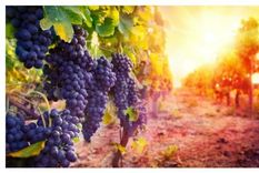 Así ha logrado el Malbec argentino posicionarse en el mundo