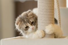 Si tu gato rasca mucho los muebles, esto es todo lo que tenés que saber para prevenirlo Foto: shutterstock