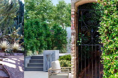 MDZol | Las plantas son una buena alternativa para proteger una vivienda. Foto: homesandgardens.com