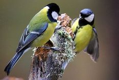 conmovedor: un pajaro resucita a otro que choco contra un vidrio