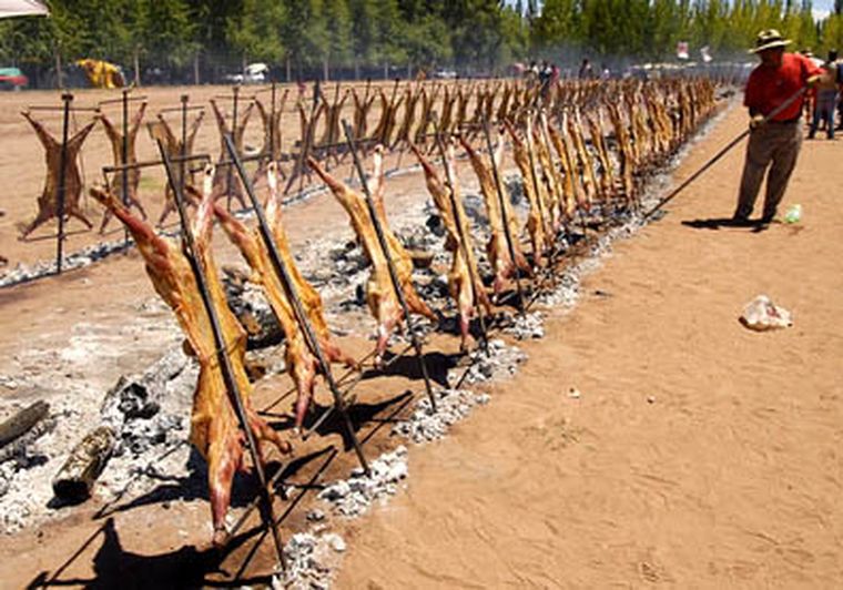 En internet se habla de los 601 chivos de Malargue. Foto: Gonzalo Bravo / MDZ