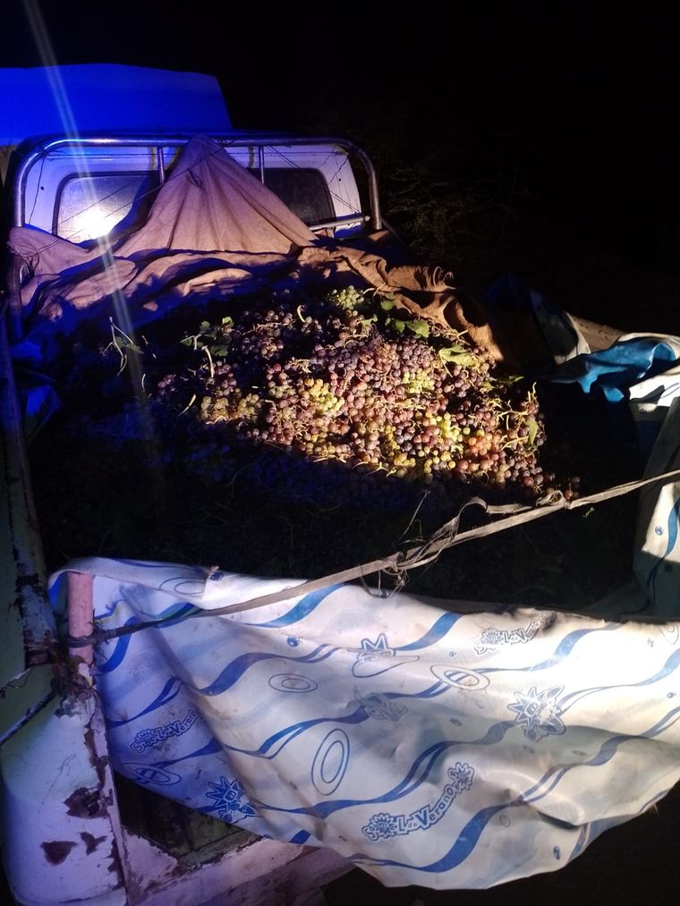 La fruta hallada por los uniformados Foto: Ministerio de Seguridad