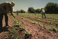 Aprueban un aumento de la prestación por desempleo para trabajadores rurales. Foto: NA