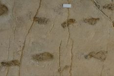 Las huellas de Trachilos desafían la línea de tiempo aceptada para los orígenes de la humanidad. Foto: PER AHLBERG