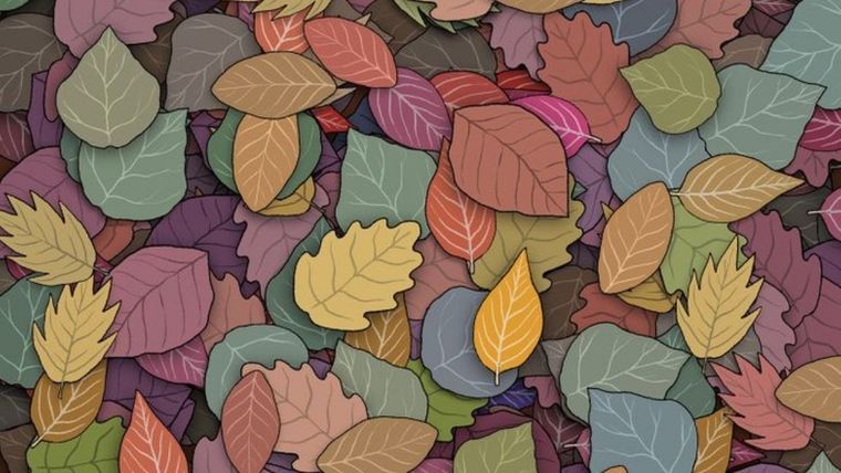 Acertijo visual, reto visual, sapo