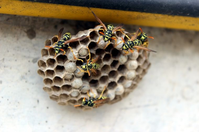 Las avispas son insectos que, definitivamente, no quieres tener en tu jardín. Foto: seviplagas