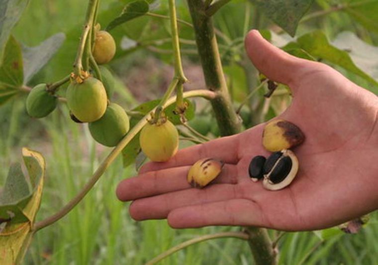 El fruto del Jatropha Curcas contiene aceite que puede utilizarse como combustible. Foto: web