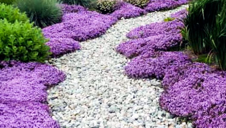 Tomillo rastrero acompaña a un sendero de piedras blancas en un jardín. Foto: etsy.com