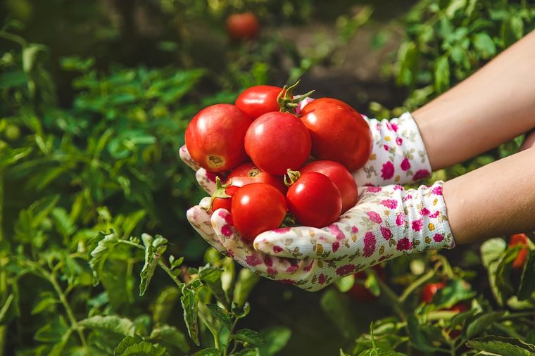 Cómo cultivar mi propia huerta de tomates en casa sin fallar en el intento Te dejamos varios consejos para hacer tu propia huerta. Foto: SHUTTERSTOCK
