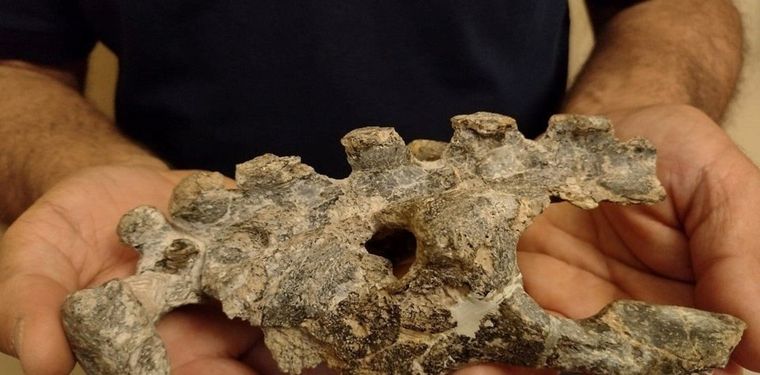 Foto: Museo Paleontológico de San Pedro