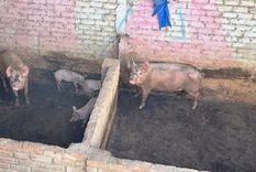 El cuerpo apareció comido