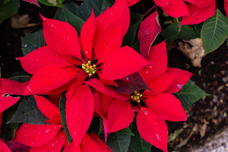 JARDÍN Esta famosa flor recibe el nombre científico de Euphorbia pulcherrima Foto: SHUTTERSTOCK