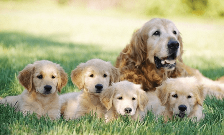 ¿Cómo saber si mi mascota está embarazada y qué debo hacer? Te dejamos información valiosa para el cuidado de tu mascota. Foto: Freepik