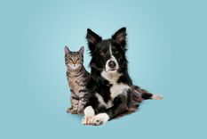 Foto: Shutterstock Foto: Shutterstock