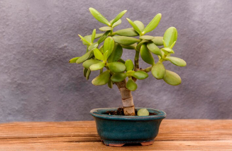 Bonsái de jade. Foto: Fuente: Freepik