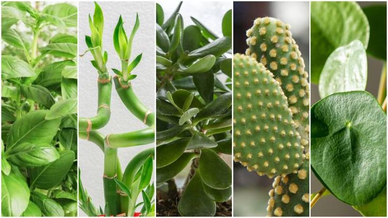 Las plantas de la suerte.