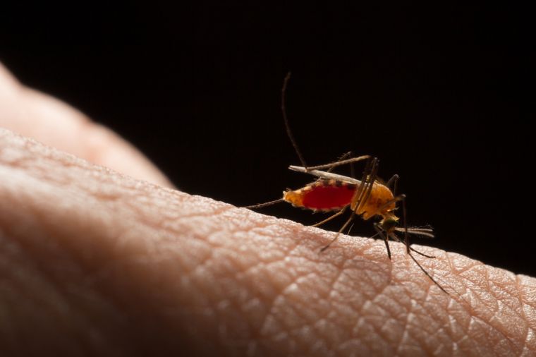 Organismos internacionales instan a avanzar en el diagnóstico de Chagas en madres y recién nacidos Foto: Shutterstock