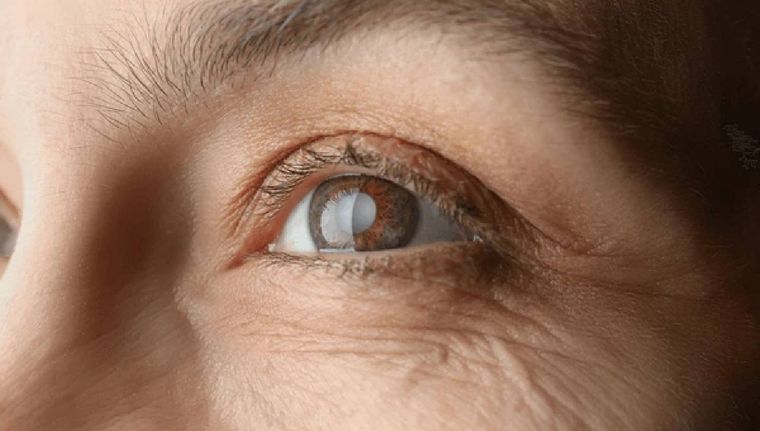 ¿Qué alimentos nos ayudan a la vista? (Shutterstock)