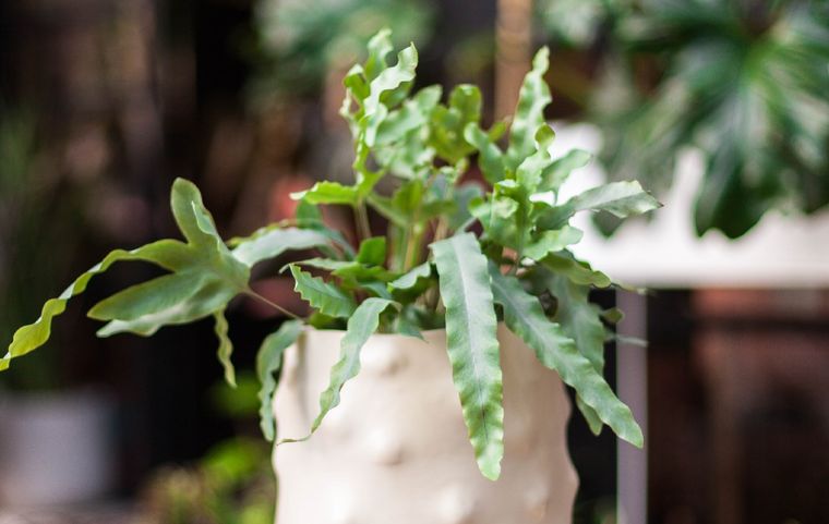 La maceta es la casa de tu planta. Por eso es importante elegir la que más se adapta a sus necesidades. Foto: @claudivalentina