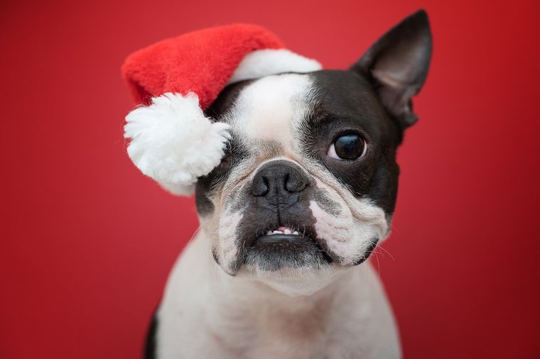 Esta es la razón por la que no deberías regalar una mascota en Navidad Foto: SHUTERSTOCK