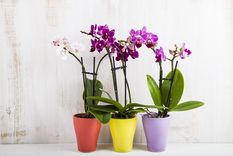 Foto: SHUTTERSTOCK