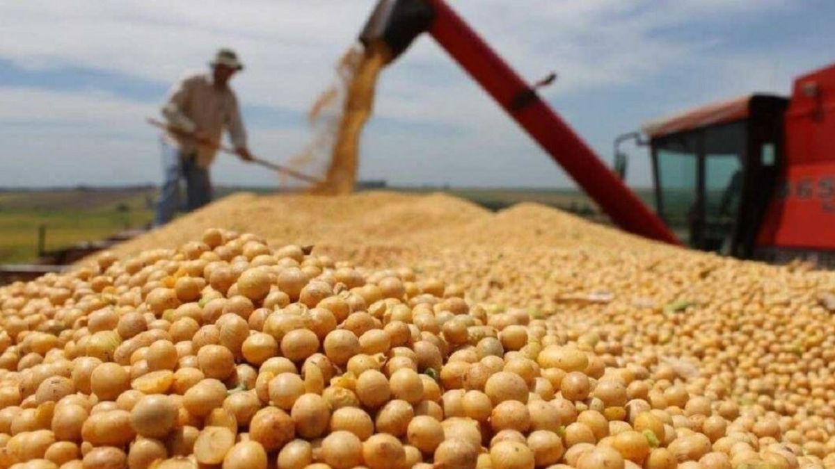 Campo en acción: por qué aseguran que es buen momento para invertir en el sector agropecuario