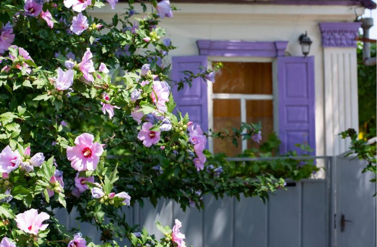 Jardín Plantas para pleno sol Foto: Shutterstock