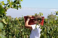 ¿que es un private vineyard estate?