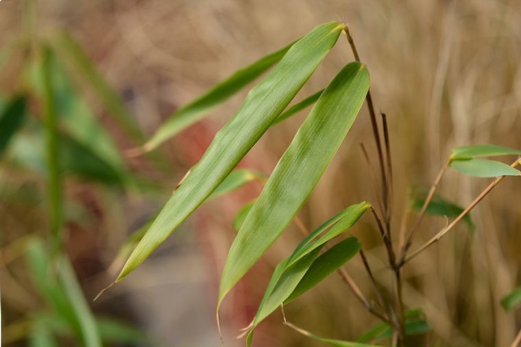 El Bambú Fargesia Rufa es la planta que gana terreno. El Bambú Fargesia Rufa es la planta que gana terreno. 
