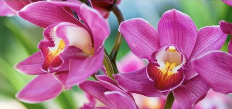 Impulsa el crecimiento de las flores con un simple abono natural Foto: Shutterstock