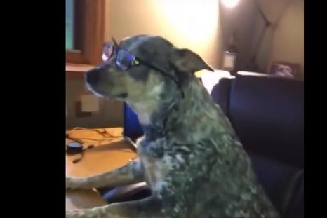 Este perro es el campeón del Mannequin Challenge