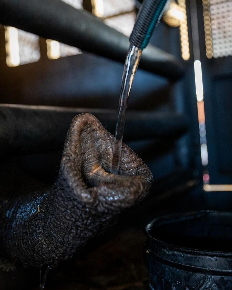 La elefanta Kenya toma agua. La elefanta Kenya toma agua.