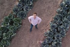 Ensayo de nuevos cultivares de repollo. Ing. Daniel Giamportone