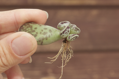 Con este truco casero las plantas echarán raíces rápidamente Foto: Shutterstock