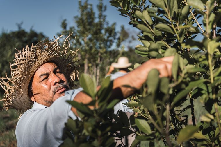 Productores de yerba mate 