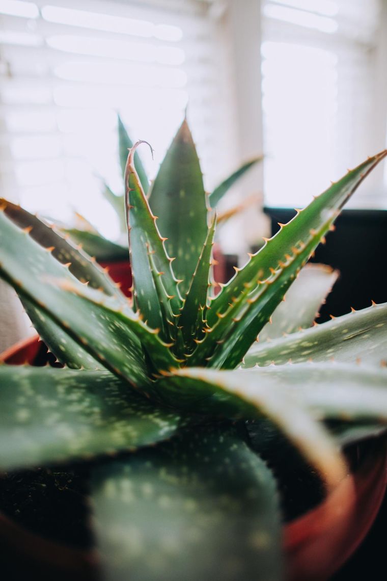 ¿Cómo cultivar una planta de aloe vera en el jardín de casa? Te dejamos un paso a paso para que plantes esta especie maravillosa. Foto: Pexels