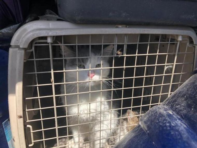 Cientos de mascotas están varadas en un camión luego de que intentaran ser rescatadas. Foto: The Sun