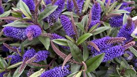 Esta planta es perfecta para tenerla en el jardín. Esta planta es perfecta para tenerla en el jardín.
