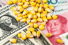 Dólar maíz yuanes El dólar maíz aportó divisas al BCRA Foto: Shutterstock