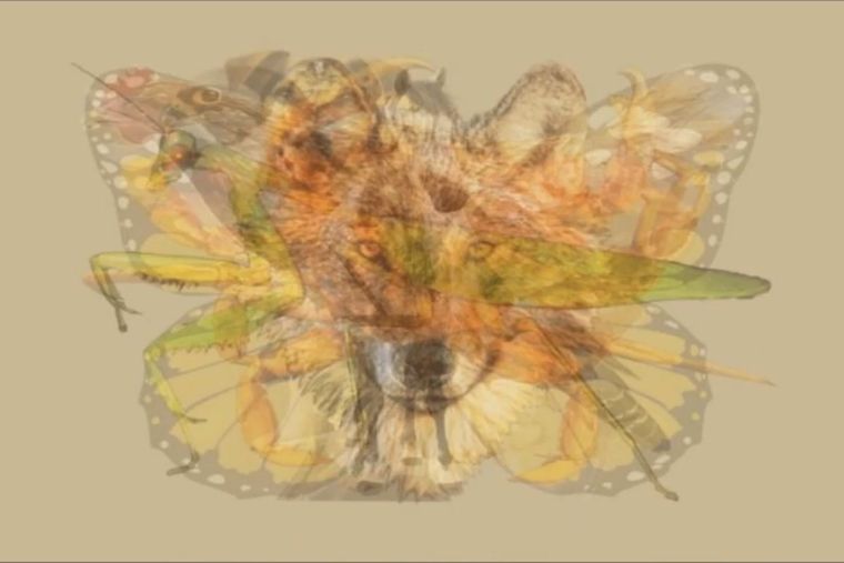 Test, acertijo visual, desafio visual, animales