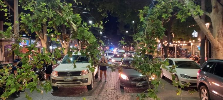 La rama atraviesa de lado a lado la calle Arístides Villanueva. Foto: Marcos García/MDZ