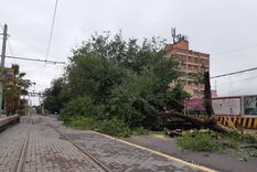 pase y mire: un arbol enorme cayo en belgrano y gutierrez