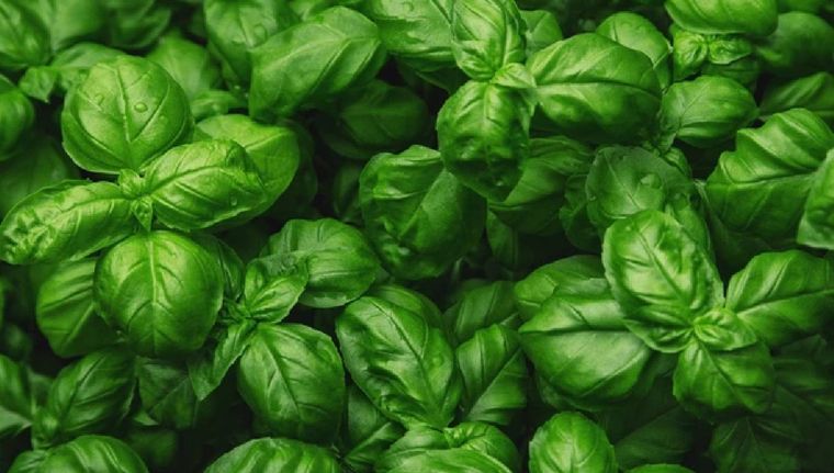 La importancia de la albahaca para la ansiedad y un mejor descanso (Shutterstock). Foto: Shutterstock