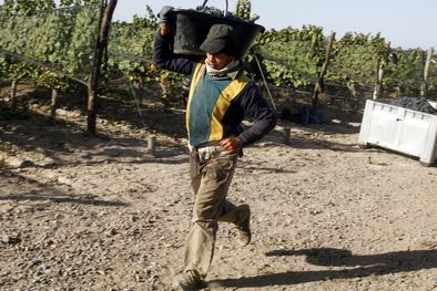MDZol | Trabajador vitivinícola. Foto: MDZ