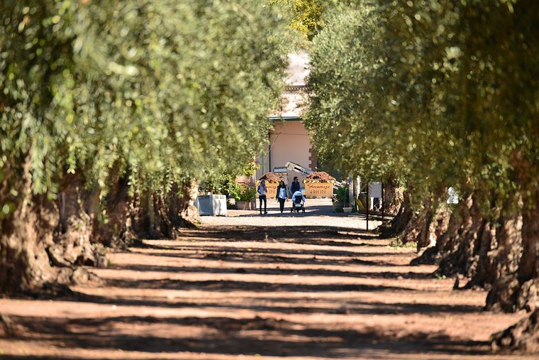 Las bodegas pusieron el grito en el cielo por la veda electoral. Foto ilustrativa Foto: Bodegas Lagarde
