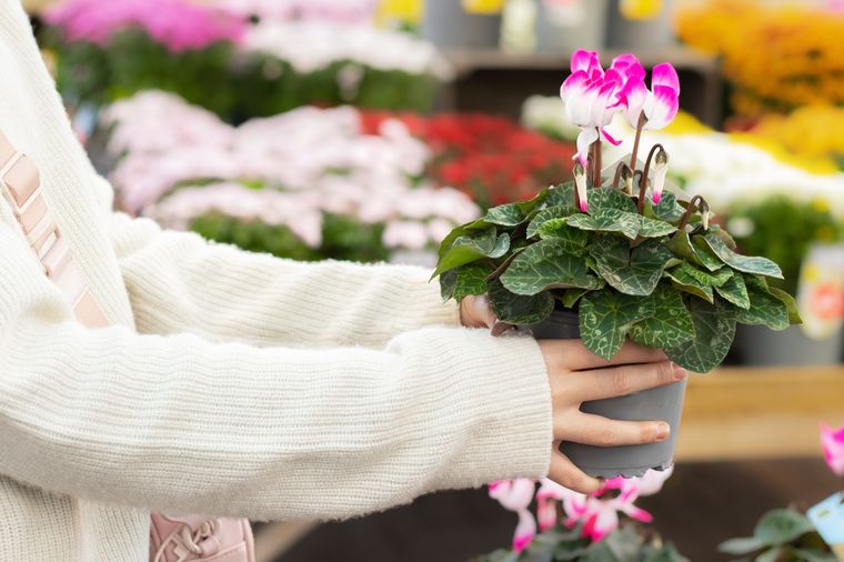 Esta planta tolera temperaturas de hasta -5 °C y es ideal para jardines de invierno. Fuente: Shutterstock. Esta planta tolera temperaturas de hasta -5 °C y es ideal para jardines de invierno. Fuente: Shutterstock.