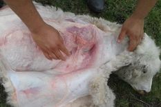 El dueño del campo vio cuando los policías le robaban una oveja, pero la encontró a punto de ser asada en la comisaría El dueño del campo vio cuando los policías le robaban una oveja, pero la encontró a punto de ser asada en la comisaría