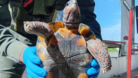 Una mujer fue detenida por llevar una tortuga en una olla. Una mujer fue detenida por llevar una tortuga en una olla.