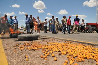 MDZol | Este año el damasco se tiró sobre la ruta 7 por falta de buenos precios y poco apoyo del Estado. Foto: Nacho Gaffuri / MDZ